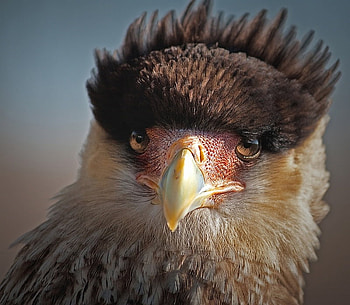 New hairstyle...do you like it?, brown hair, cool, eagle, beaut HD wallpaper