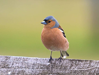 Chaffinch, animal, nature, bird HD wallpaper