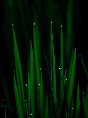 Grass, Drops, Plant, Macro, Wet HD phone wallpaper