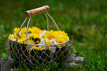 Flowers, Dandelions, Basket HD wallpaper