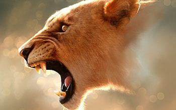 Animals, Glare, Grin, Muzzle, Lion, Profile HD wallpaper