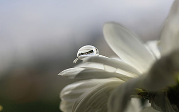 Flower, Macro, Glare, Drop HD wallpaper