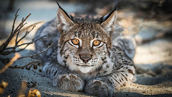 Red Lynx, , Lynx HD wallpaper