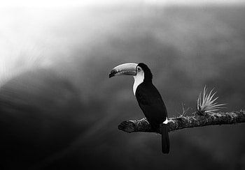 Animals, Bird, Beak, Branch, Bw, Chb, Toucan HD wallpaper