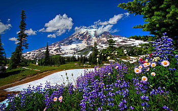 Flowers on the meadow, meadow, flowers, the, on HD wallpaper