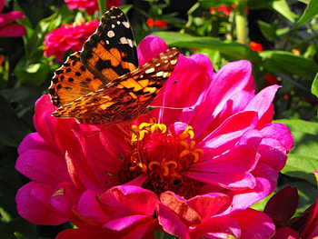 Flower and butterfly, pink, nature, butterfly, flower HD wallpaper