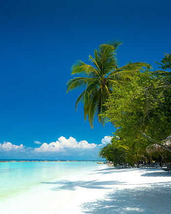 Nature, Beach, Palms, Coast, Ocean, Tropics, Paradise HD phone wallpaper