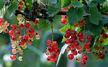 Red berries, fruit, nature, berry, red, green HD wallpaper