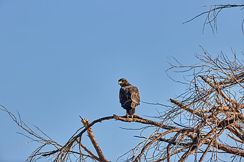 Animals, Bird, Wood, Tree, Predator, Falcon HD wallpaper