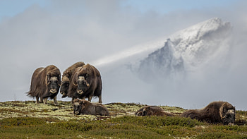 muskox , Background , Muskox HD wallpaper