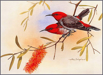 SCARLET HONEYEATER, honey, honeysuckle, blossom, tree HD wallpaper
