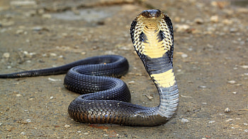 King Cobra , Reptilian glory, Nature's marvels, backgrounds HD wallpaper