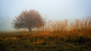 A tree in the fog in a park, Vienna, Austria, colors, morning, fall, tree, meadow HD wallpaper
