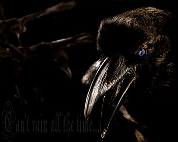Can't Rain All The Time, raven, darkness, crow, poe HD wallpaper