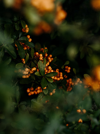 Nature, Leaves, Berries, Plant, Bunches, Clusters HD phone wallpaper