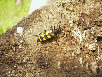 Insects HD wallpaper
