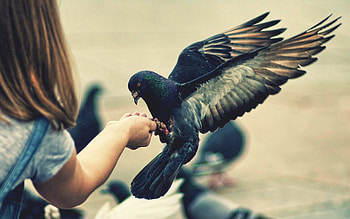 Girl and pigeon, Captivating bond, aesthetic, Urban connection HD wallpaper