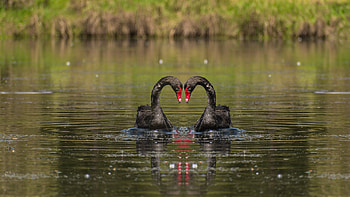 Black swan heart, Swan heart r, Black swan heart, Swan HD wallpaper