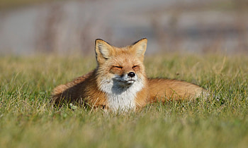 Animals, Grass, Fox, To Lie Down, Lie HD wallpaper