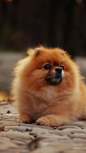 Pomeranian Dog, Pomeranian, Dog HD phone wallpaper