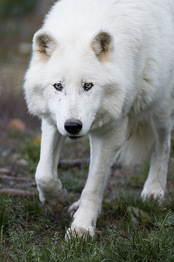 Animals, Predator, Wolf HD phone wallpaper