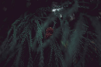 Macro, Blur, Smooth, Branches, Cone, Bump HD wallpaper