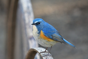 Blue tit, bird, close up HD wallpaper