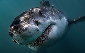 Close-up, Great White Sharks HD wallpaper