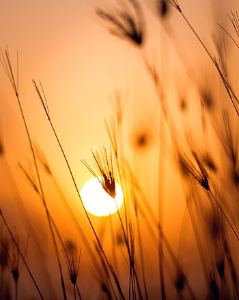 A serene sunset with the sun peeking through tall grass, creating a warm and tranquil silhouette effect. HD phone wallpaper