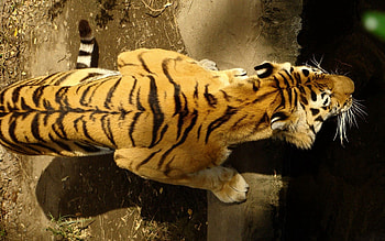 Animals, Water, Tiger, Stripes, Streaks, Hunt, Hunting, Back HD wallpaper