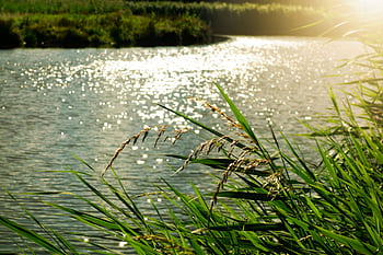 Peaceful river scene with sunlight reflecting on water and lush green reeds in the foreground. HD wallpaper