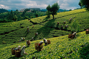 Nature, Fields, Plantation, Tea, Collection, Plantations, Gathering, Female Workers, Workers HD wallpaper