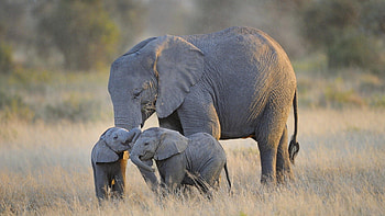 Elephant and BAby background screensavers HD wallpaper