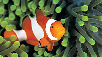 Clown Fish, Underwater travel , Diving destinations, Beautiful oceanic scenery HD wallpaper