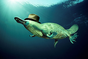 Platypus, Wildlife , Nature's wonders, Exquisite creatures HD wallpaper
