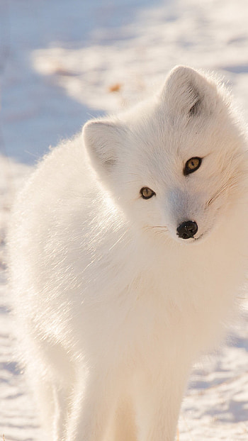 Cute, winter, snow, fox cub, , , clean, beauty HD phone wallpaper