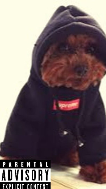 Drip doggo, parent, advisory, cool, dog HD phone wallpaper