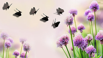 Purple Clover and Shadow Butterflies, fading, clover, firefox persona, blurred, wild flower, summer, butterflies, fade, purple flower HD wallpaper