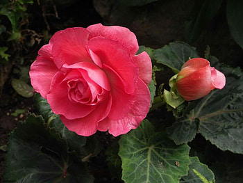 Fresh Blooming in the Bower, rose, pink, leaves, petals HD wallpaper