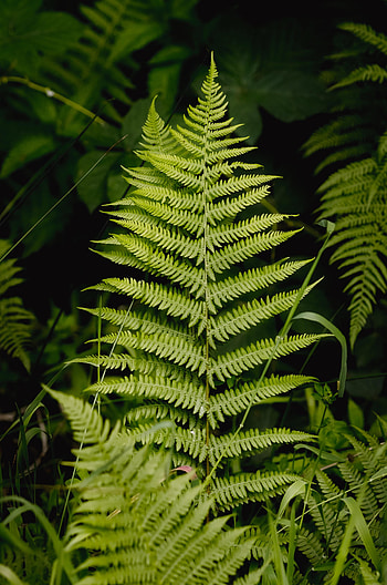 Grass, Macro, Fern, Branches, Sheet, Leaf HD phone wallpaper