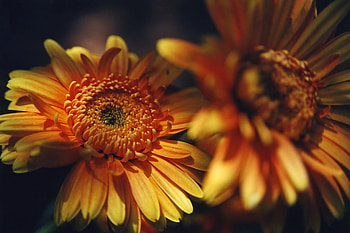 Zerberes, flowers, red, yellow HD wallpaper