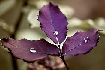 Leaves, Drops, Plant, Macro HD wallpaper