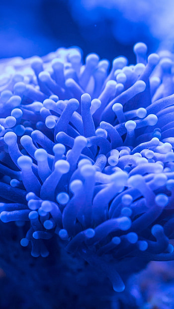 Blue coral underwater, , , Nature HD phone wallpaper