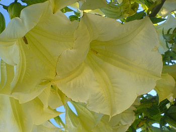 floripondio3, yellow, green, nature, flowers, forest HD wallpaper