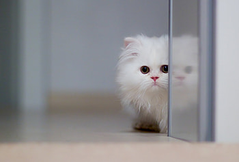 Cat, Animals, Fluffy, Kitty, Kitten HD wallpaper
