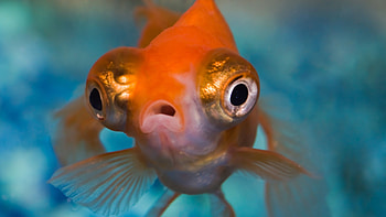 Goldfish, Spiderwick Chronicles , Aquatic beauty HD wallpaper