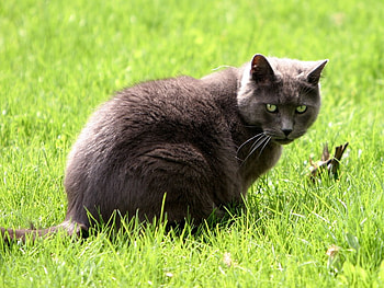 I love grass!!, animal, kitten, mammal, cat, grass, feline HD wallpaper