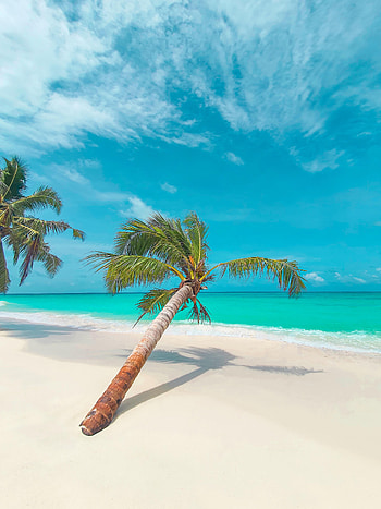 Nature, Leaves, Beach, Coast, Palm, Tropical HD phone wallpaper