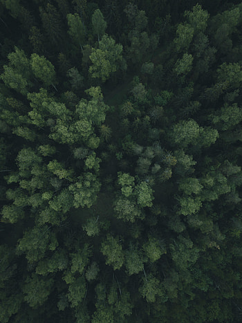 Nature, Trees, View From Above, Forest, Path HD phone wallpaper