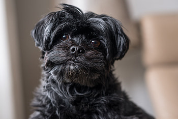 Brussels Griffon, Pet graphy, Creative captures, Furry friends HD wallpaper